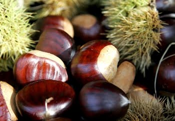 [Chestnut.jpg]