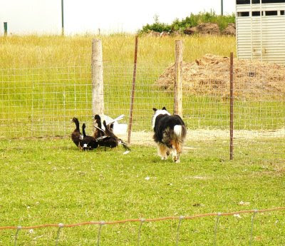 ckc sheep herding trials