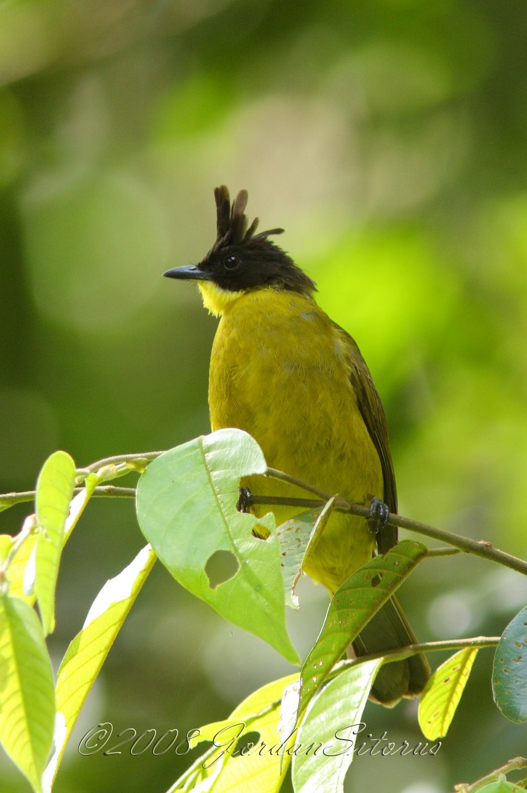 [Bulbul.JPG]