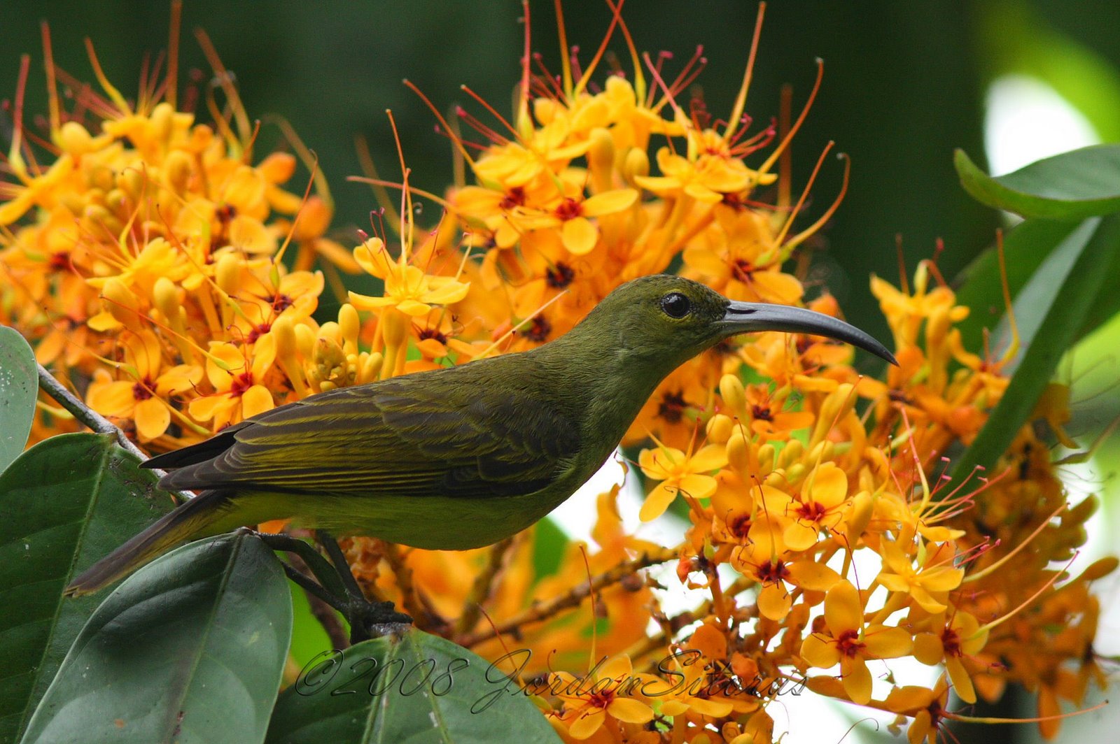 [Thick-billed+Spiderhunter+(Arachnothera+crassirostris).jpg]