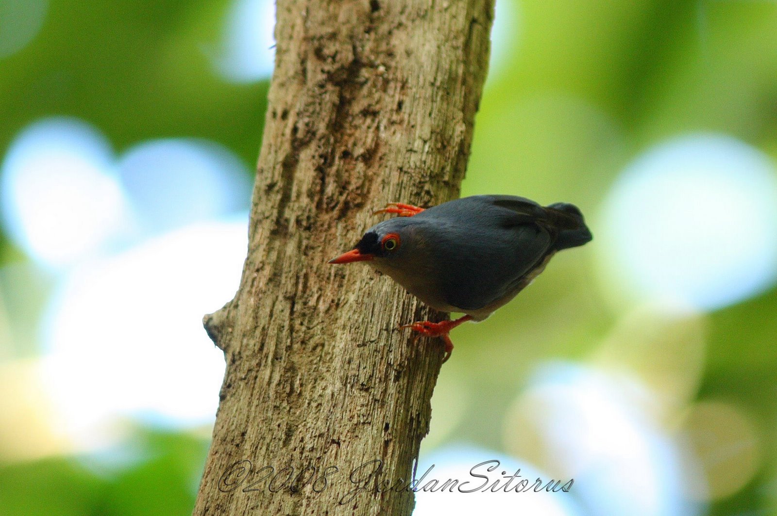 [Velvet-fronted+Nuthatch+(Sitta+frontalis).jpg]