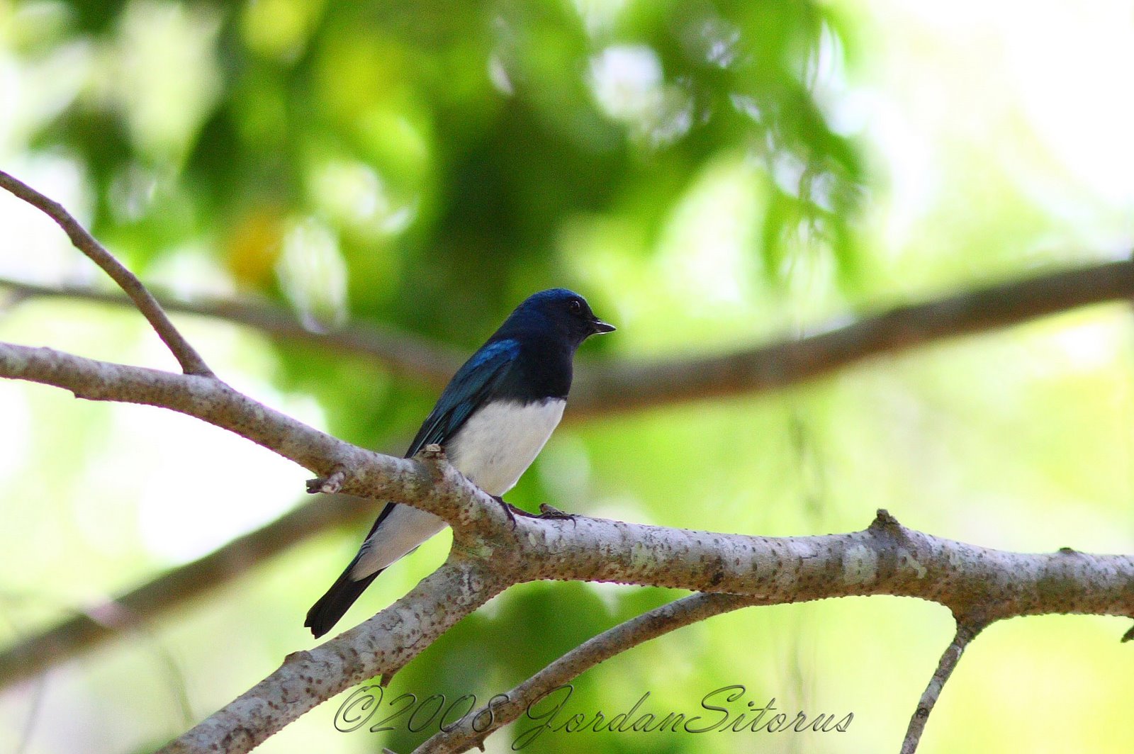 [Blue+and+White+Flycatcher+(Cyanoptila+cyanomelana).jpg]
