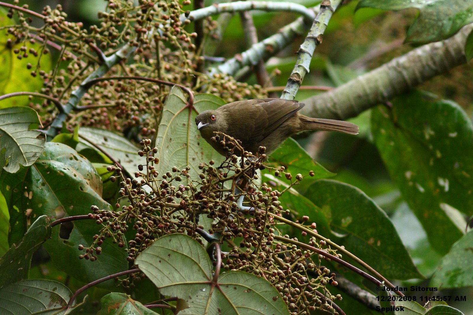 [7+Red-Eyed+Bulbul+(Pycnonotus+brunneus).jpg]