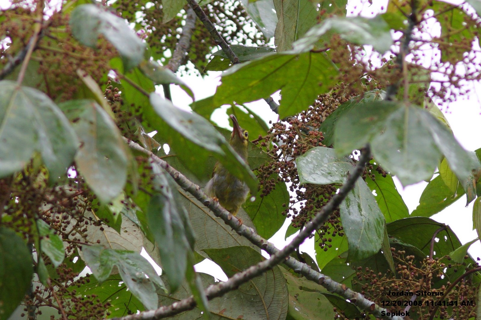 [6+Spectacled+Spiderhunter+(Arachnothera+flavigaster).jpg]