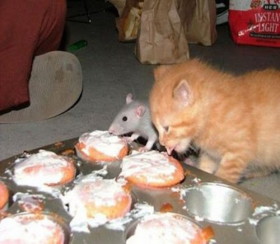 funny-animals-cat-mouse-cupcake.jpg