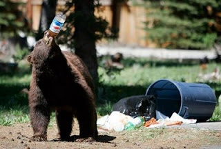 funny bear chooses pepsi over coke