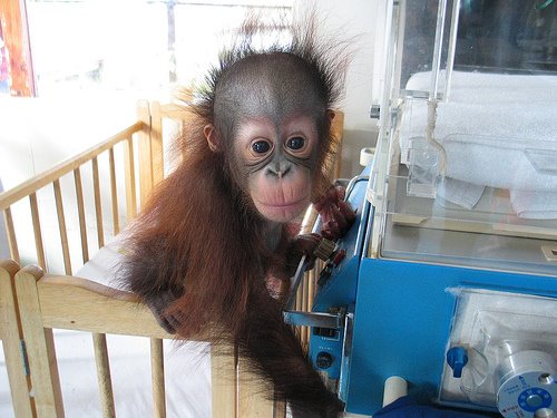 [gorgeous-orangutan-baby-photo-with-humidcrib-hospital.jpg]