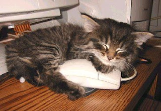 funny picture of cute sleeping tabby cat hugging mouse from computer photo