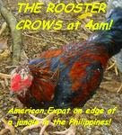 The Rooster Crows at 4am!