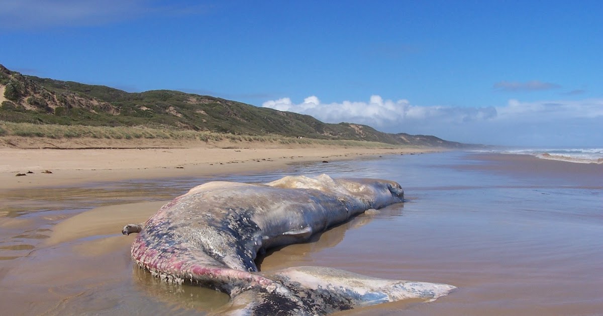 Venus Bay Victoria Australia Whale washed up on Venus Bay Beach