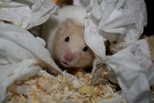 Pet hamsters are Fun