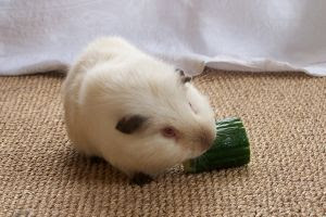 Pet guinea pig eating lunch