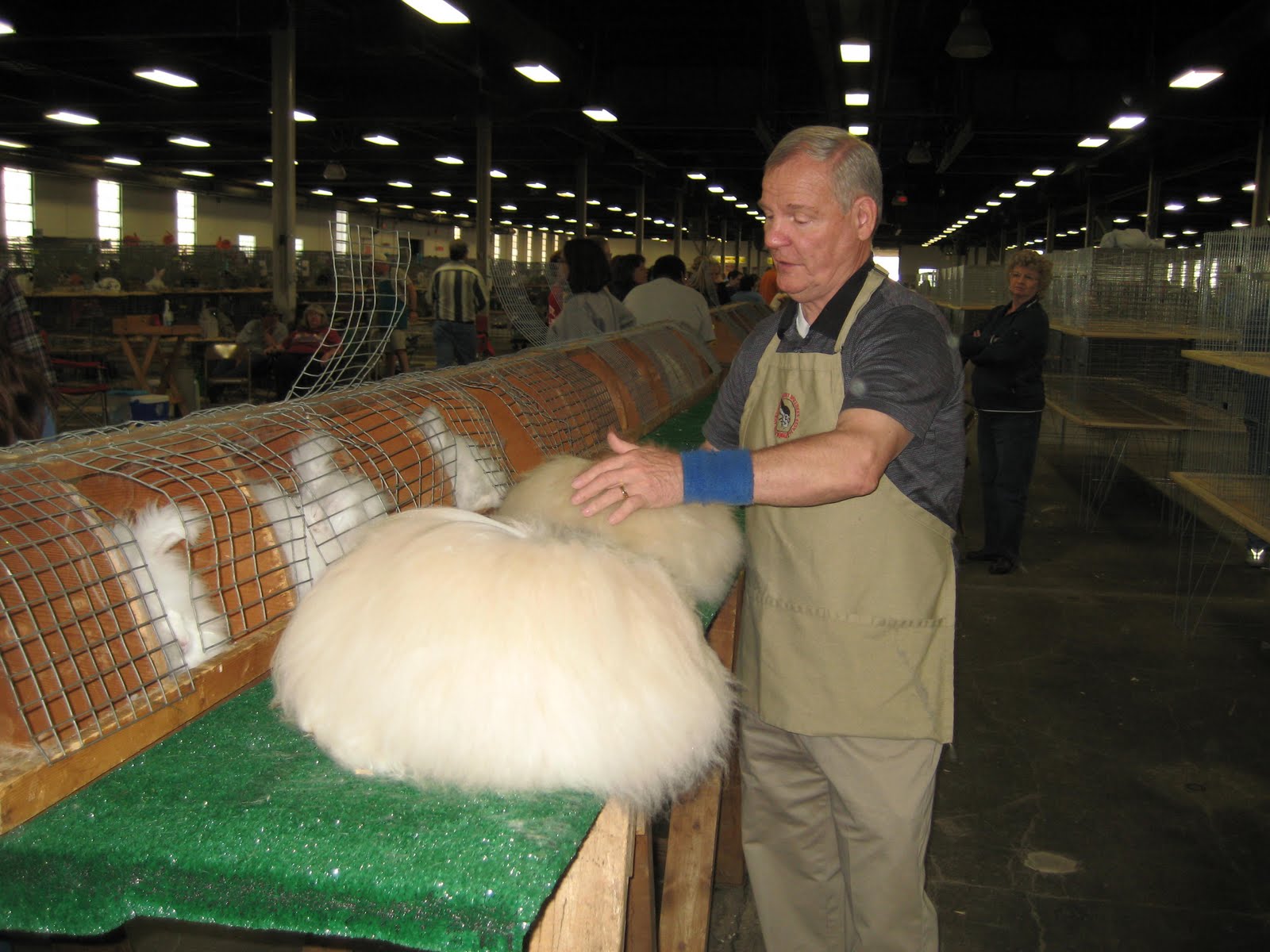 Bunny Blog Kentucky State Rabbit Breeders Association show