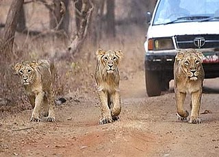 Sasan Gir Safari