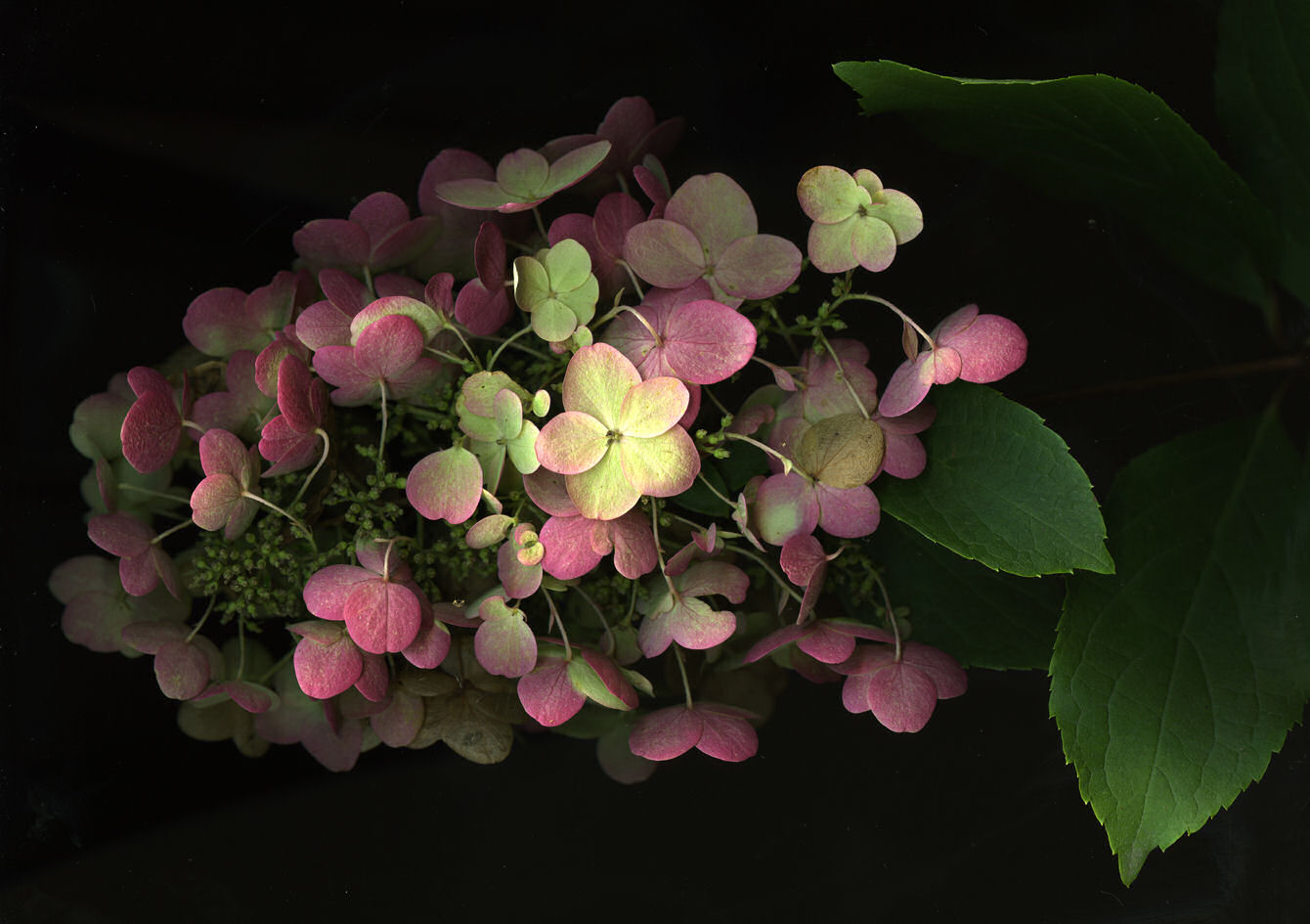 Bonney Lassie Hydrangea Quercifolia On A Frosty Morning