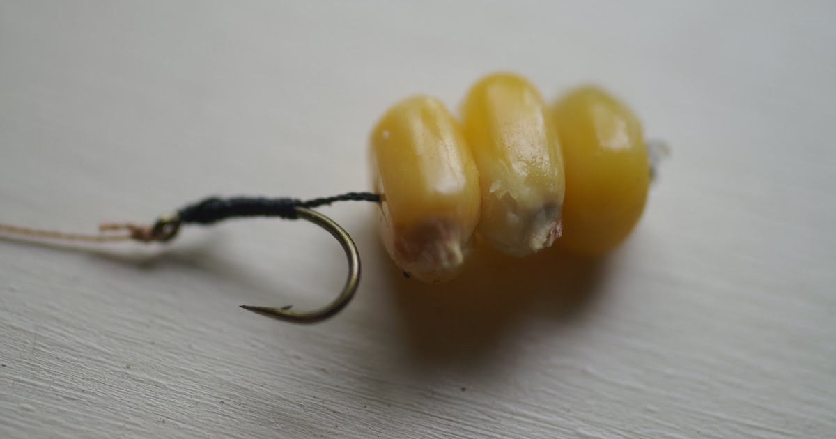 Rhode Island Carp Fishing Tricks for Hair Rigging Corn