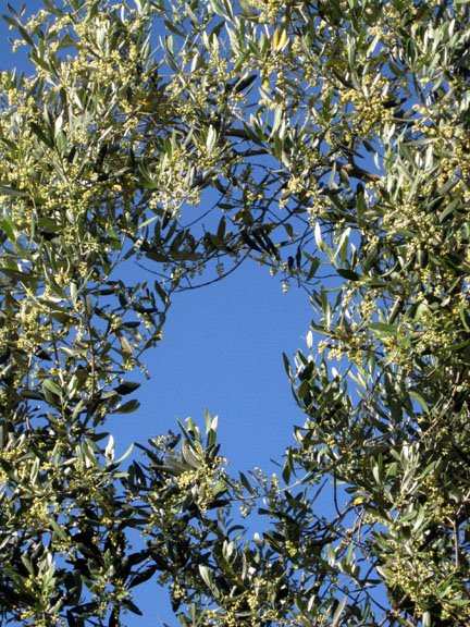 [Olive+flower+wreath.jpg]