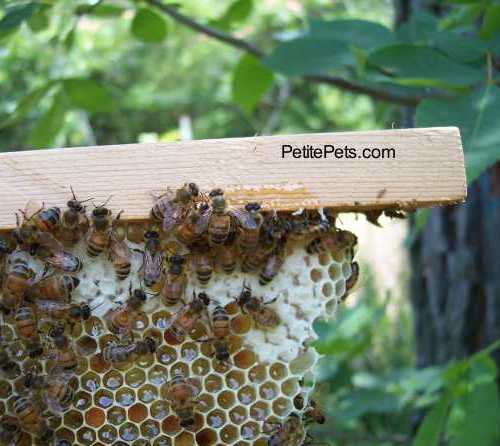 Basic Facts Of Beekeeping To Make Honey Top Bar Hive An
