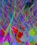 neurons shine in all the colors of rainbow: the brainbow