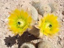 desert blossoms
