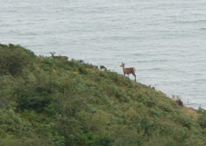 Tuesday August 26th - Some local wildlife enjoying the sea air