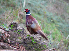 One of the many pheasants enjoying the sea air