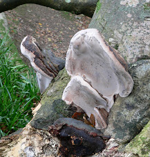 Fungus - the size of dinner plates!