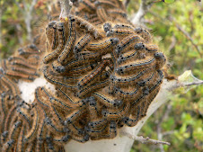 The caterpillar silk nest - Tent moth?