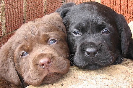 chocolate labrador puppies. chocolate lab dog. labrador