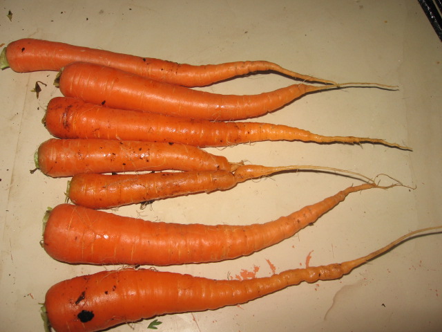 [Carrot+crop+2-4-09.jpg]