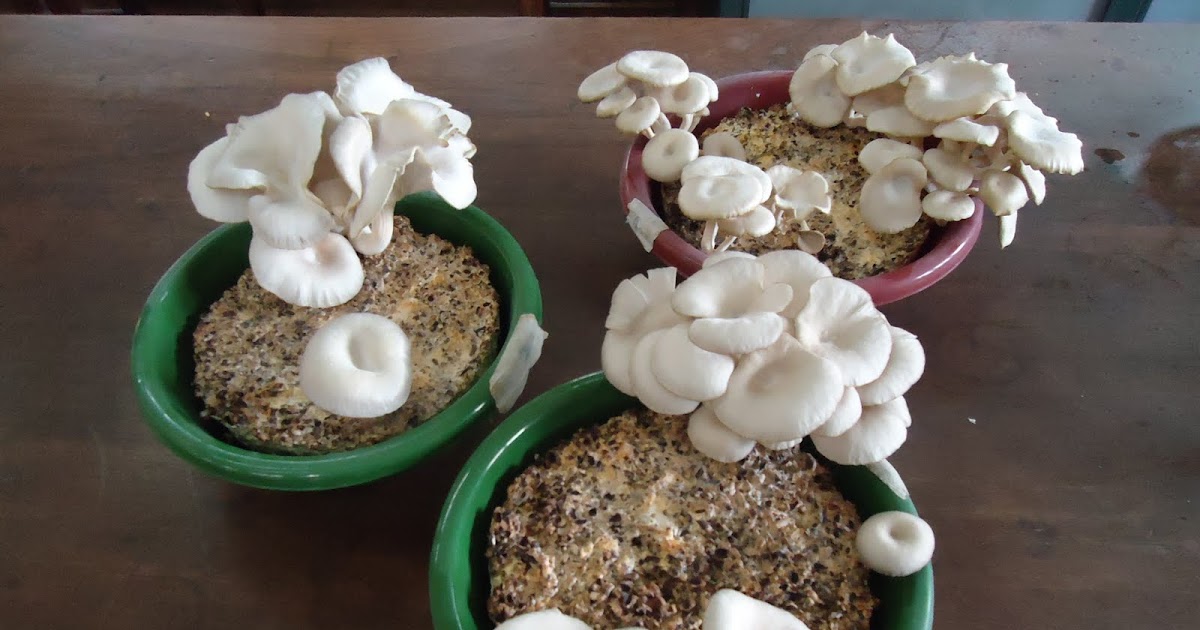 merab and friends MUSHROOM PRODUCTION IN UGANDA.