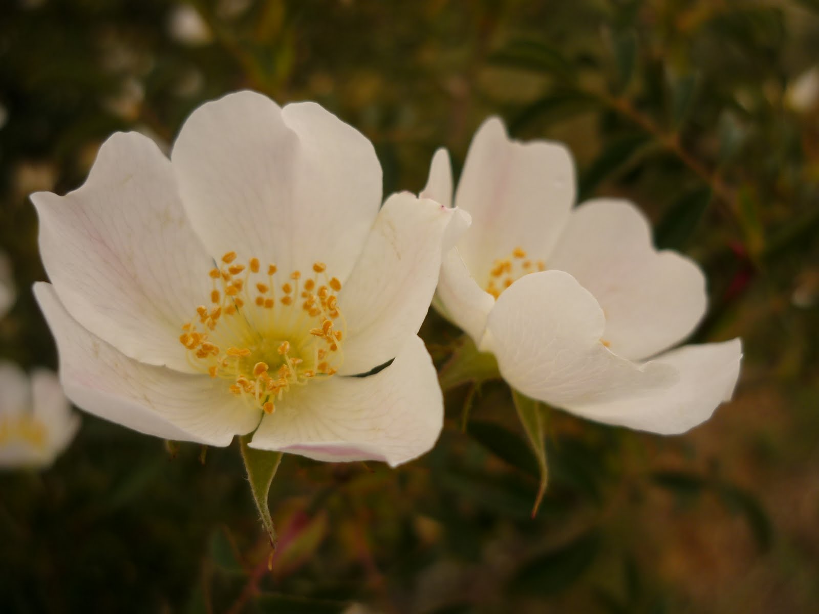 Flor de temporada Flores del Valle de Ollo el 19 de junio