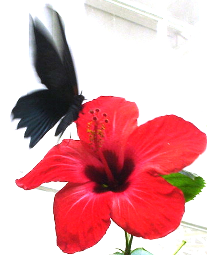 [Borboleta+em+Flor2.JPG]