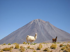 CHILE: Lamy na tle wulkanu Licancabur