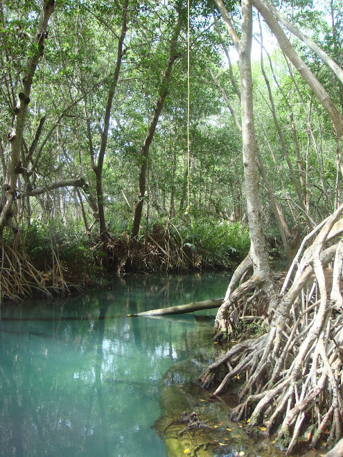 Une Cenote (trou d'eau claire)