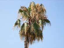 Palmera