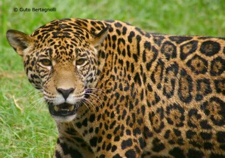 [gb+-+onca+pintada+(16).jpg]