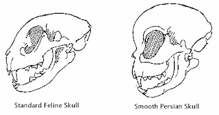 std-skull.gif