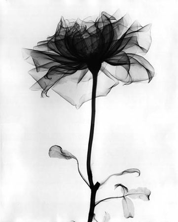 [xrayflower]