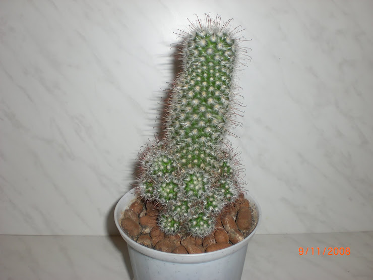 mammillaria microhelia