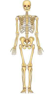 sistema óseo