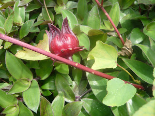 think is rosebella plant?