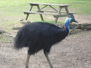 Is this ostrich?