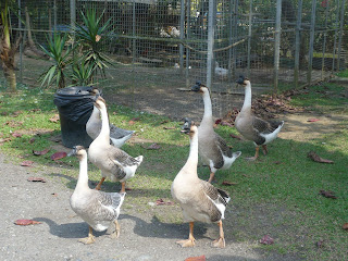 Geese walking along paveway