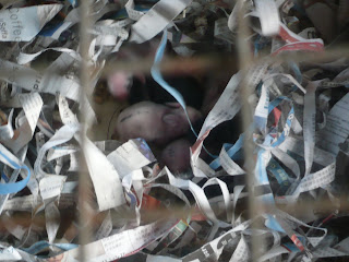 baby rabbits
