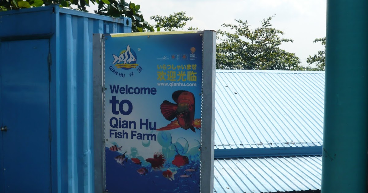 Singapore Local Tour Farm Tour Qian Hu Fish Farm