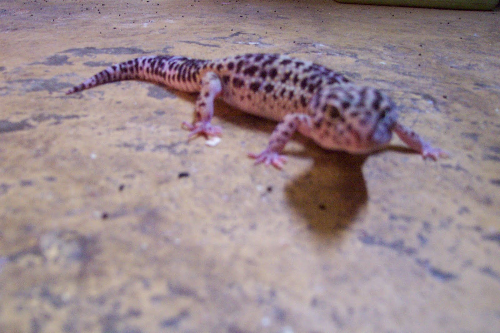 Pet and Reptile Impaction in reptiles