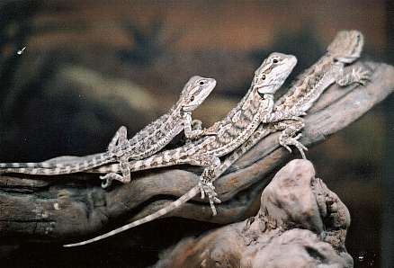 Regular Bearded Dragons