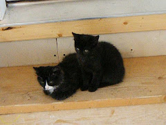 Nolla and Gruffy kittens