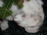 Zoey, a wonderful present under the tree